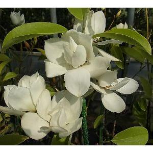ジャスミン 大輪八重咲きマツリカ プリンセスローズ （4寸鉢植え
