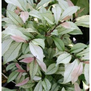 リュウカデンドロン サファリマジック（鉢植え） リューカデンドロン