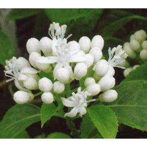 白花　常山常盤紫陽花（ジョウザントキワアジサイ）：紫陽花　５寸ポット植え