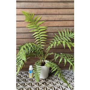 ディクソニア・アンタルクティカ 5寸鉢植えの詳細画像1