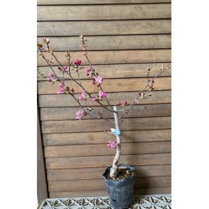 超巨大棗 新疆棗王 （ナツメ） 4寸ロングポット植え ：果樹苗 : 日本