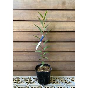 日本花卉ガーデンセンターyahoo 店 ユーカリの苗木 花木 庭木 Yahoo ショッピング