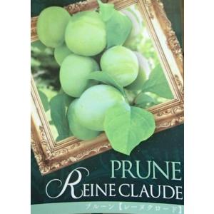 プルーン 苗の商品一覧 通販 Yahoo ショッピング