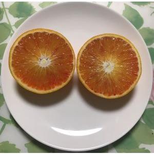 ブラッドオレンジ 苗 【ブラッドオレンジ タロッコ】 3年生 接ぎ木 約