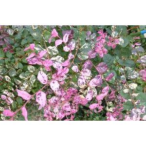 トキワマンサク　七彩　（緑葉白散斑葉、赤花トキワマンサク） PVP