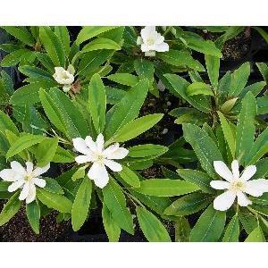 常緑斑入り葉姫タイサンボク マッティ メイ スミス Z 日本花卉ガーデンセンターyahoo 店 通販 Yahoo ショッピング