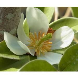タイサンボク リトルジェム 6寸鉢植え : 日本花卉ガーデンセンター