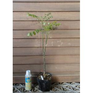 花桃 苗【ひなのたき ［登録品種］】 3年生 接ぎ木 約1.3m 大苗 : 苗木