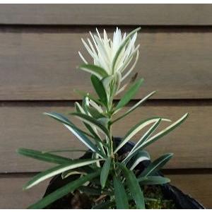 斑入り葉 高野槙(こうやまき、高野槇） コウヤマキ : 日本花卉ガーデン