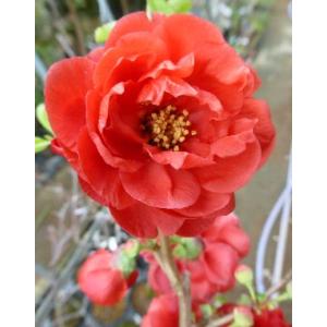 クサボケ　黒獅子　（トゲナシクサボケ）　草木瓜