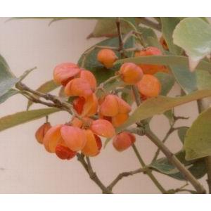 トキワマユミ 茜 Z 日本花卉ガーデンセンターyahoo 店 通販 Yahoo ショッピング