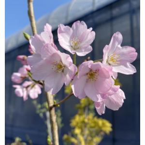 桜の木 桜の苗木 桜の花(大苗)神代曙桜:ジン...の詳細画像4