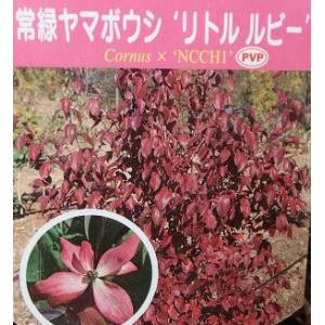 世界一重い木 リグナムバイダ（リグナムバイタ） 2号ポット苗 実生