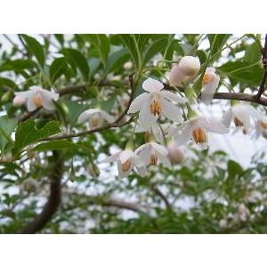 シダレエゴノキ　枝垂れエゴの木（白花）｜nihonkaki