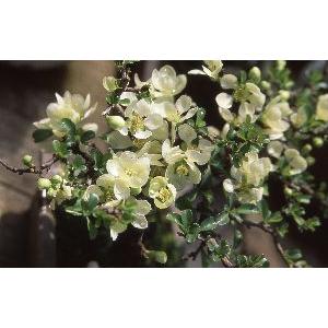 ボケ 白花 白雲竜 雲竜ボケ 木瓜 : 日本花卉ガーデンセンターYahoo!店