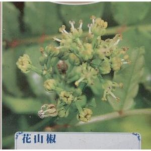 山椒の木 山椒 苗 山椒の葉 花山椒（ハナサンショウ） 樹高30〜80