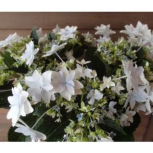 隅田の花火（スミダノハナビ）　３寸ポット植え　苗　苗木：紫陽花（墨田の花火）　