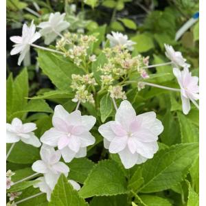 隅田の花火(スミダノハナビ) 3寸ポット植え ...の詳細画像2