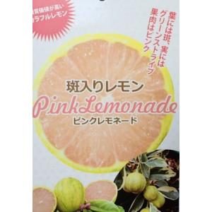 花芽つき　ピンクレモネード接木苗／柑橘　樹高130cm ピンク斑入りレモン 斑入りレモン 『 ピンクレモネード 』 13.5cmポット接木苗 土っ子