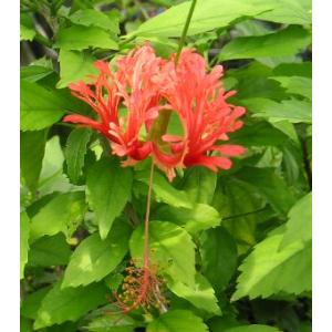 5寸鉢植え 黄斑ハイビスカス（ペインテッドレディー） 斑入り葉