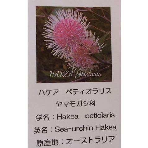 ハケア　ペティオラリス　4寸鉢植え　樹高30センチ程度　