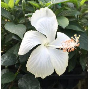 ハイビスカス 鉢植え 苗木 植木 の商品一覧 花 ガーデニング 通販 Yahoo ショッピング