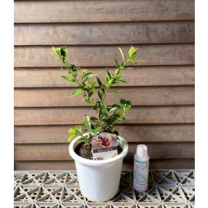 5寸鉢植え セレージャ :熱帯果樹苗の詳細画像1