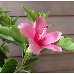 鉢植え ヒメハイビスカス ミニピンク : 日本花卉ガーデンセンターYahoo