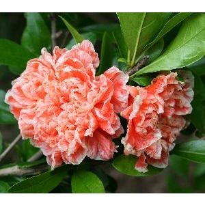 花柘榴の商品一覧 通販 Yahoo ショッピング