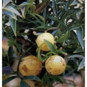 金華美女：椿（ツバキ） キンカビジョ : 日本花卉ガーデンセンター