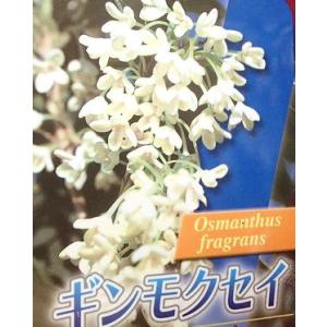庭木：四季咲きモクセイ（ギンモクセイ）銀木犀 *樹高：約130cm 全高