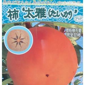 完全甘柿 大豊／苗木／正規品 商品タグ／証明書付き 柿の苗木 太豊 完全甘柿 1年生接木苗 登録品種・品種登録 : 苗木部 花