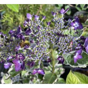 ウズアジサイ（オタフク） 5寸ポット植え ：紫陽花 渦紫陽花 : 日本