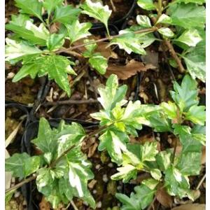 斑入屋久島オナガカエデ 脇坂錦 6寸鉢植え : 日本花卉ガーデン