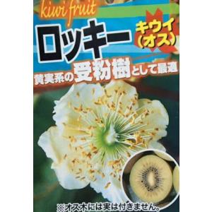 キウイ　苗　キウイの木　キウイフルーツ：ロッキー（オス木）　：果樹苗