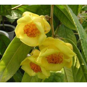 【5寸鉢植え】　黄色い椿　「金花茶」　：椿（ツバキ）｜nihonkaki