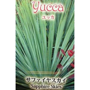 ユッカ　ロストラータ　ブルーベルベット　大株 ユッカ ロストラータ ブルーベルベット 大株