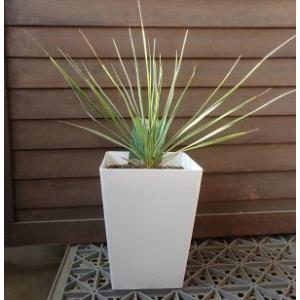 ユッカ ロストラータ ブルーベルベット （5寸鉢植え） : 日本花卉