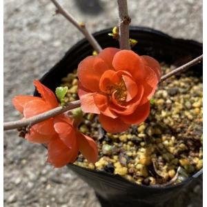 ボケ(木瓜) 放春花 安田錦 3.5号鉢 (直径10.5cm) 1個 落葉低木 庭木