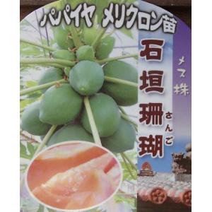 パパイヤ レッドバレル ：熱帯果樹苗 : 日本花卉ガーデンセンターYahoo