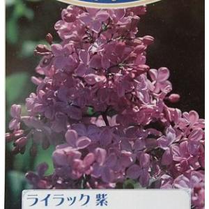 【大株】　ライラック　（紫花）　6寸鉢植え　苗木　苗｜nihonkaki