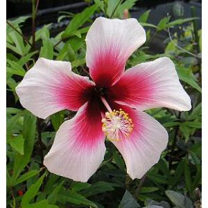 鉢植え ハイビスカス レッドフラミンゴ : 日本花卉ガーデン