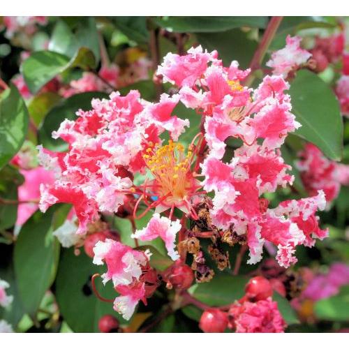 サルスベリ　矮性サルスベリ　百日紅（夏祭り）