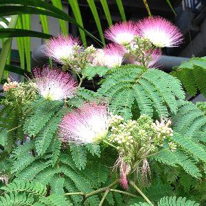 ネムの木（盆栽）インテリア用サイズ ネムの樹の盆栽の盆栽の販売｜盆栽妙 – 盆栽妙 本店