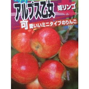 【6寸鉢植え】　アルプス乙女りんご（乙女リンゴ、姫りんご）：果樹苗