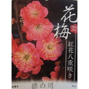 花梅　苗木　梅の木　梅の花（6寸鉢植え）緋の司：ヒノツカサ（花梅） ハナウメ 苗木 苗