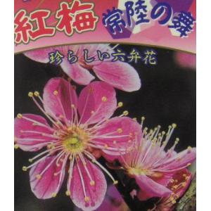花梅　苗木　梅の木　梅の花（6寸鉢植え）常陸の舞：ヒタチノマイ(花梅） ハナウメ 苗木 苗