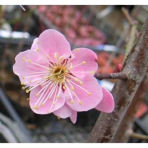 花梅　苗木　梅の木　梅の花（6寸鉢植え）道知辺：ミチシルベ(花梅） ハナウメ 苗木 苗