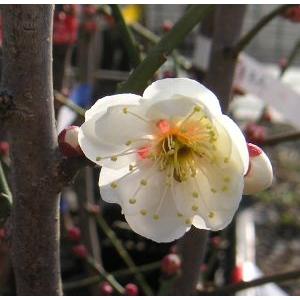 花梅　苗木　梅の木　梅の花（6寸鉢植え）玉牡丹：タマボタン(花梅） ハナウメ 苗木 苗　爆買