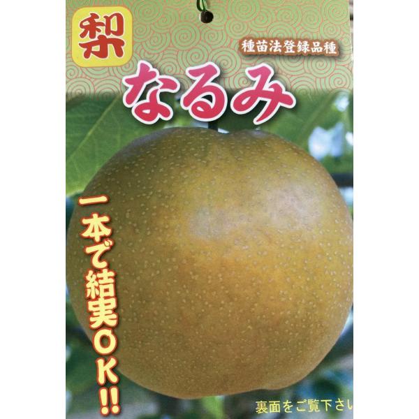なるみ　（梨）：果樹苗